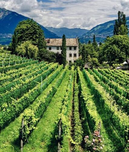 Travel With Raelinn - Vineyard Sud Tirol Italy